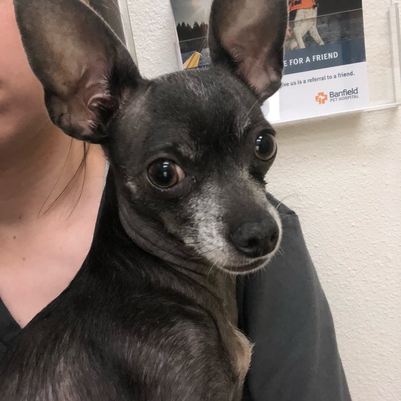 Meet your Posher, Reid - Picture 1 of 1